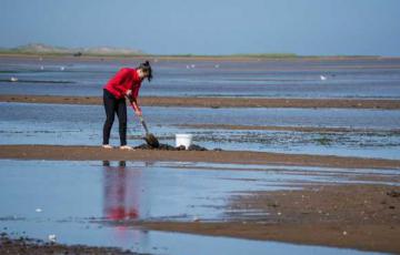 Une personne faisant de la cueillette de mollusques sur une plage.