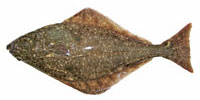 Brochet