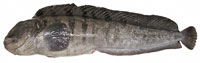 Brochet